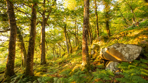 Coed crafnant general woodland landscape 2 - June 2023 - Ben Porter.jpg