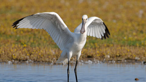 A spoonbill wit it's large white wings with black tips outstretched. It has a large flat bill and long black legs. 