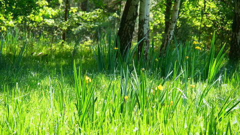 Lush green grass in a woodland at Sweet Briar Marshes
