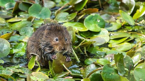 Water vole surrounded by little green leaves, holding one with their hands and snacking on it