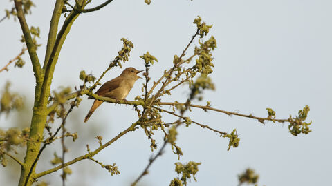 A little brown nightingale singing on a bare branch of a tree. 