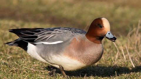 Waterfowl on a grassy bank