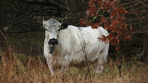 A British white cow on our Sweet Briar reserve. It is white with black ears and a black nose. 