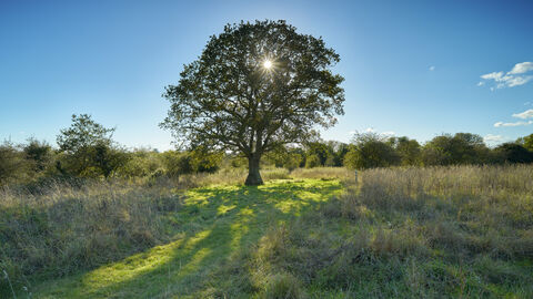 A large tree with the sun poking through its browing leaves, at Sweet Briar Marshes. 