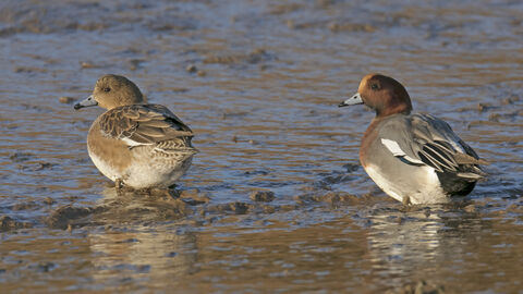 Two ducks, the left is round with a short bill and brown feathers. The left is the same shape but with a more orangey brown head, grey wing feathers and a grey bill. 