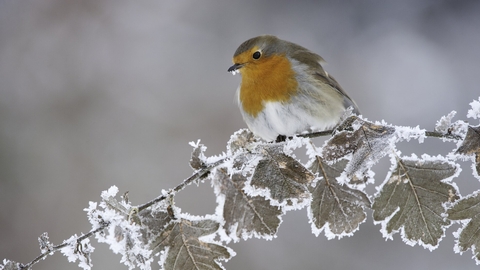 Robin perched on a frosty branch