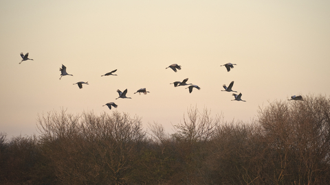 A flock of cranes flying up the tree line at Hickling.