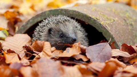 a hedgehog peering out of a concrete pipe surrounded by autumn coloured leaves