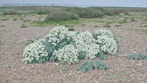 Sea kale at Blakeney Point