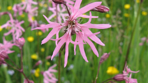 pink ragged robin in a meadow with some buttercups