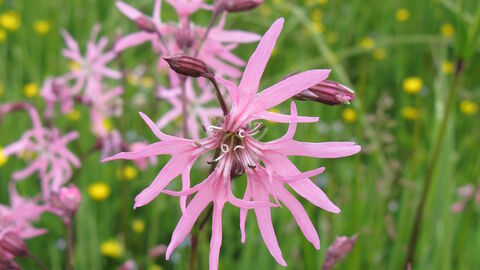 pink ragged robin in a meadow with some buttercups