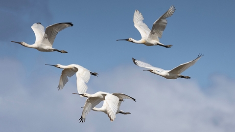 Flock of white birds flying