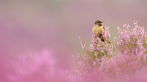 Stonechat wildlife trust