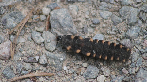 A glow-worm larva on a gravel path
