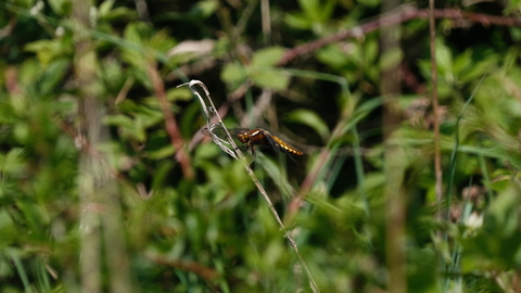 a dragonfly sitting on foliage