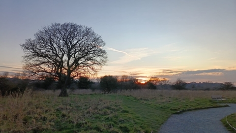The silhouette of a tree across marshland at sunset
