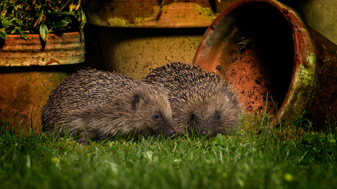Hedgehog