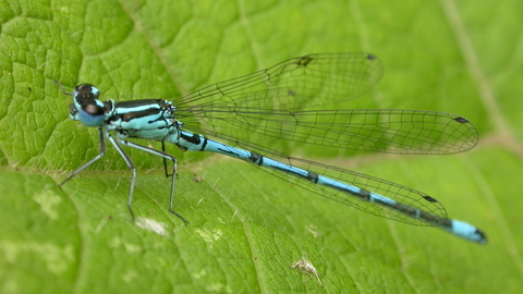 A azure blue damselfly resting on a green leaf
