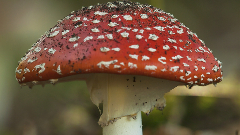 Red and white spotted fly agaric toadstool