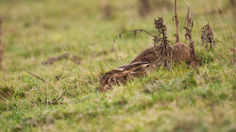 A brown hare crouching low in a field behind some foliage