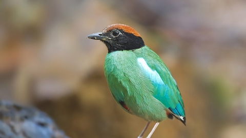 A green, black and red hooded pitta bird standing on a rock
