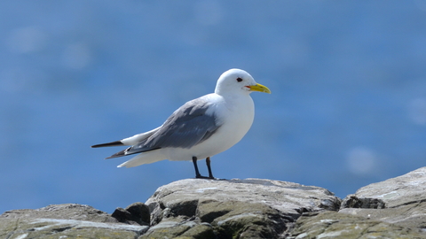 A kittiwake standing on the edge of a rock overlooking the sea