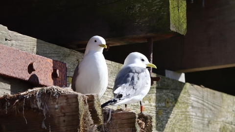 Two kittiwakes perching on a beach groyne