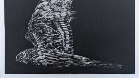 A black and white mezzotint of a raptor in flight