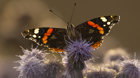 A red admiral butterfly with outstretched wings sitting on a purple thistle