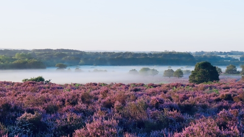 a view across the purple heather of the common, with mist and trees in the distance
