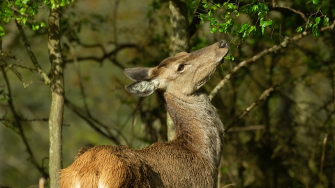 A red deer facing to the side and looking upwards into a small tree