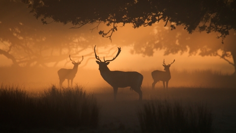 Three deer in a woodland setting silhouetted at dawn