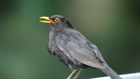 Singing blackbird