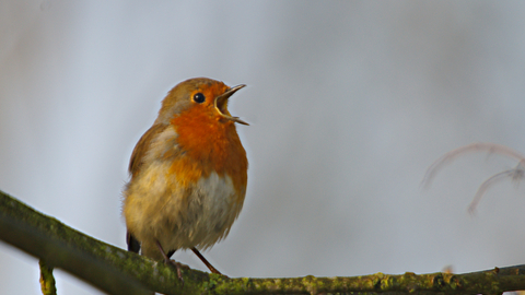 A robin perched on a mossy branch, singing