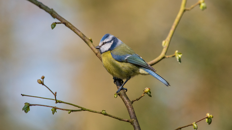 Blue tit sitting on a small branch.