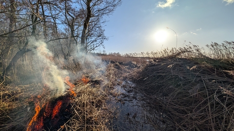 Reed being cut and burned at Barton Broad
