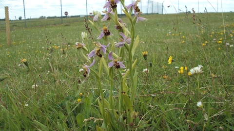 Field of bee orchids