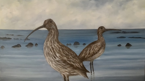 Avocets standing in water