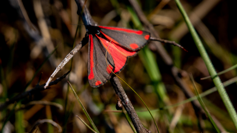 Red and black cinnabar moth on a twig