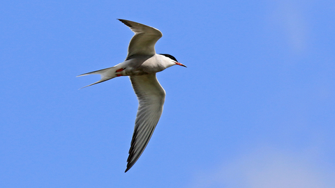 Common tern in flight against a beautiful blue sky