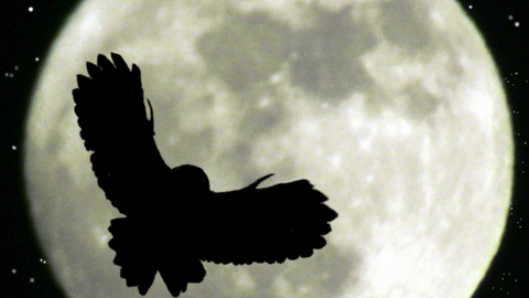 Silhouette of an owl against a large moon