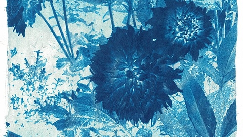 A blue and white cyanotype created from two large flower heads and assorted leaves and foliage