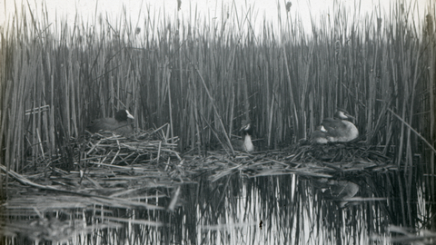 Black and white photo of wildfowl among reeds
