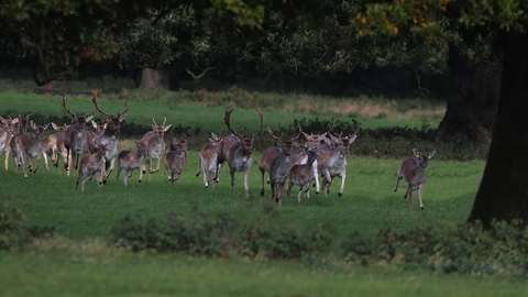 Herd of fallow deer by some trees