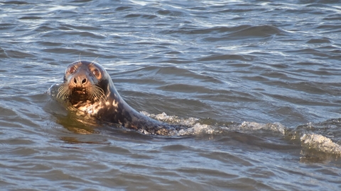 Grey seal swimming in the water at Blakeney