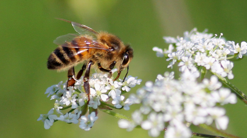Honey bee on white blossom