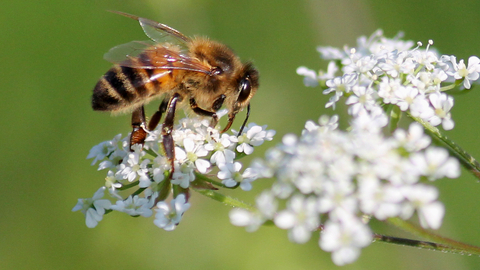 Honey bee on white blossom