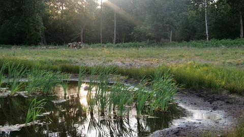 Picture of a pingo