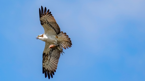 An osprey holds a fish in its talons as it flies over Ranworth Broad
