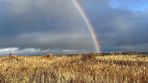 A rainbow arc in a grey sky over a field of wheat